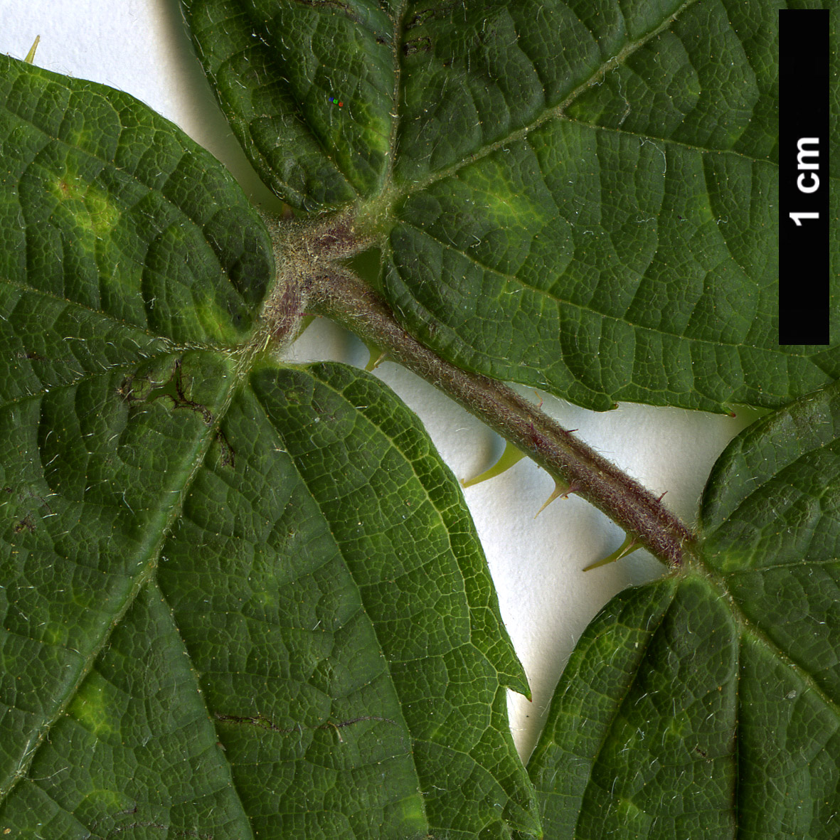 High resolution image: Family: Rosaceae - Genus: Rubus - Taxon: fruticosus agg.